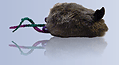 Buy Catnip Toy Buy Catnip Toy