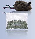 Buy Catnip - One Ounce With Toy Buy Catnip - One Ounce With Toy